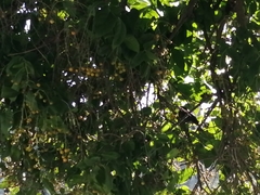 Dumetella carolinensis