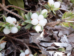 Pimelea prostrata ventosa