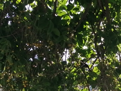 Dumetella carolinensis