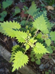 Urtica sykesii