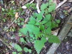 Urtica sykesii