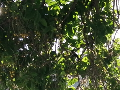 Dumetella carolinensis