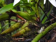 Maxillaria lutescens
