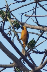 Icterus auratus