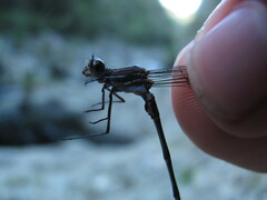 Chlorolestes tessellatus