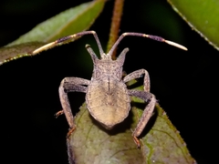 Elasmopoda