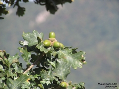 Quercus castaneifolia