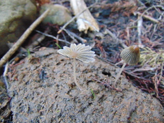 Setulosi