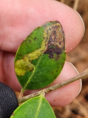 Phytomyza glabricola