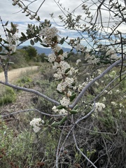Ceanothus crassifolius