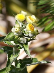 Helichrysum foetidum