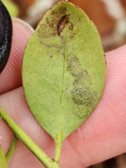 Phytomyza glabricola