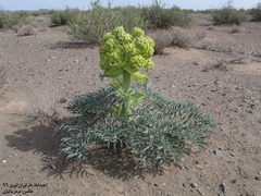 Ferula