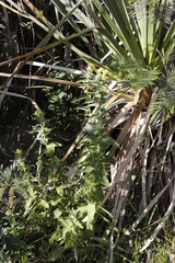 Helichrysum foetidum