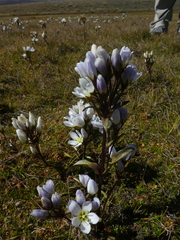 Gentianella corymbifera gracilis