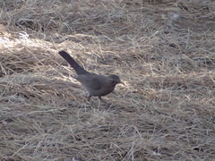 Turdus merula