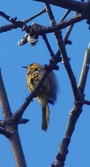 Icterus cucullatus