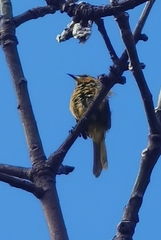 Icterus cucullatus