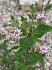 Lantana trifolia