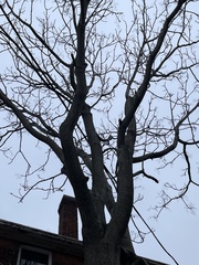 Ailanthus altissima
