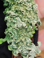 Punctelia missouriensis