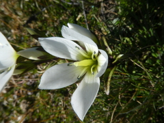 Gentianella corymbifera gracilis