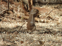 Euxerus erythropus