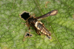 Microsphecia brosiformis