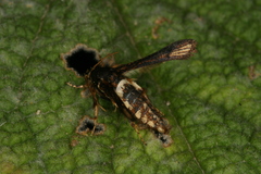 Microsphecia brosiformis