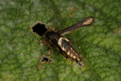 Microsphecia brosiformis