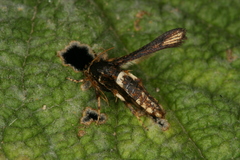 Microsphecia brosiformis
