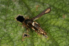 Microsphecia brosiformis