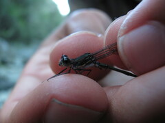 Chlorolestes tessellatus