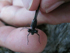 Chlorolestes tessellatus