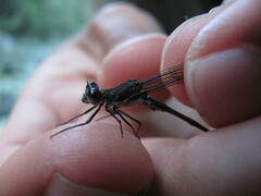 Chlorolestes tessellatus