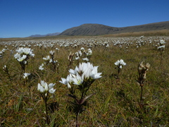 Gentianella corymbifera gracilis