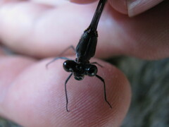 Chlorolestes tessellatus