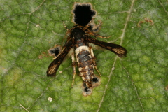Microsphecia brosiformis