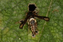 Microsphecia brosiformis
