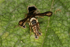 Microsphecia brosiformis