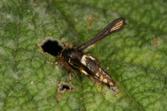 Microsphecia brosiformis