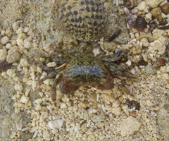 Pachygrapsus transversus