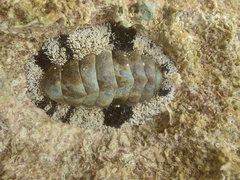 Acanthopleura granulata