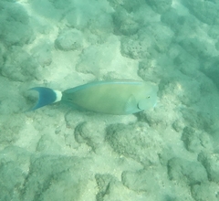Acanthurus blochii