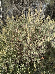 Atriplex barclayana