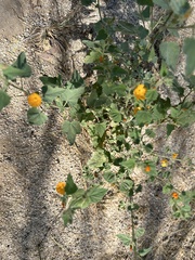 Sphaeralcea coulteri
