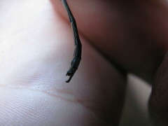 Chlorolestes tessellatus