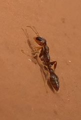 Pseudomyrmex