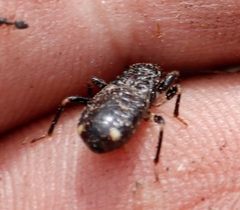 Ectrichodiinae