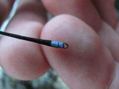 Chlorolestes tessellatus